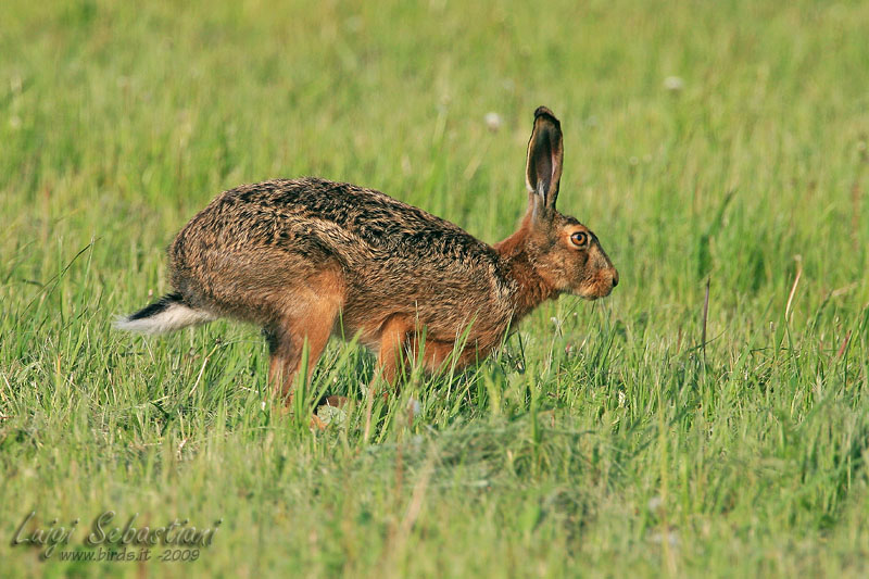 Lepre - Lepus europaeus